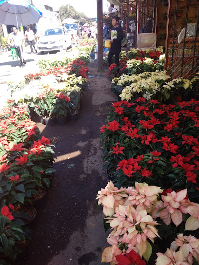 Mercado de Flores Nativitas 16 Sept