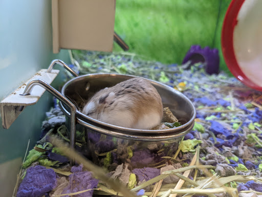 Pet Supply Store «PetSmart», reviews and photos, 13000 Aurora Ave N, Seattle, WA 98133, USA