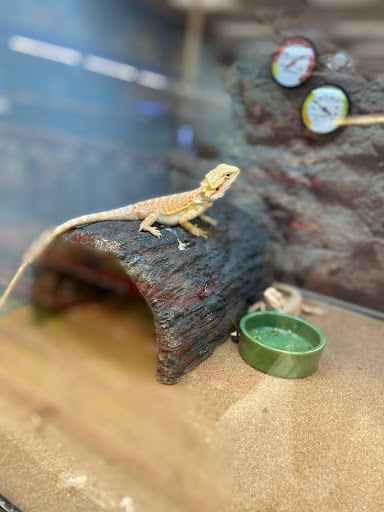 Pet Supply Store «Petco Animal Supplies», reviews and photos, 1150 El Camino Real #167, San Bruno, CA 94066, USA