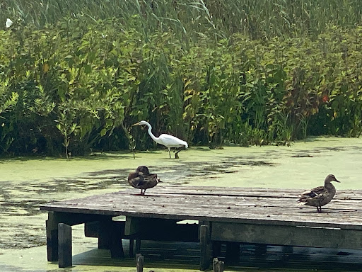 State Park «Cape May Point State Park», reviews and photos, Light House Ave, Cape May Point, NJ 08212, USA