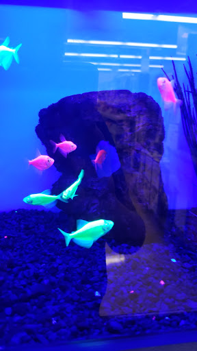 Pet Supply Store «Petco Animal Supplies», reviews and photos, 13 Welles St, Glastonbury, CT 06033, USA