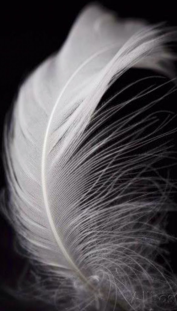 White Feather Wellness and Soul INK PMUA 16002