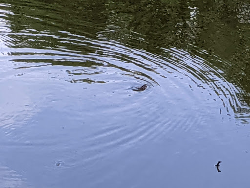 Nature Preserve «Hickory Creek Preserve», reviews and photos, Wolf Rd, Mokena, IL 60448, USA