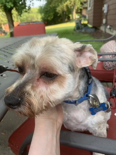 Pet Supply Store «PetSmart», reviews and photos, 7260 Orchard Lake Rd, West Bloomfield Township, MI 48322, USA