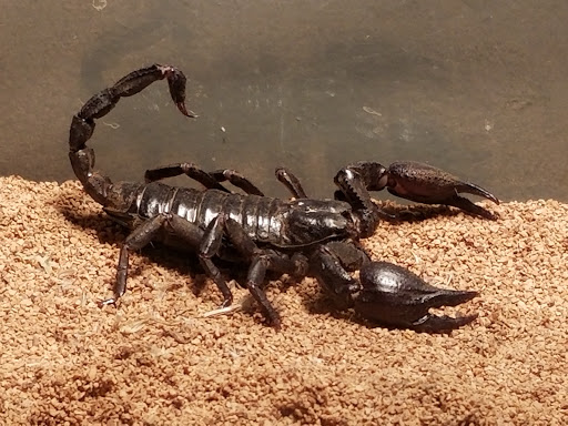 Pet Supply Store «Pet Supermarket, Inc.», reviews and photos, 598 N McCarran Blvd, Sparks, NV 89431, USA