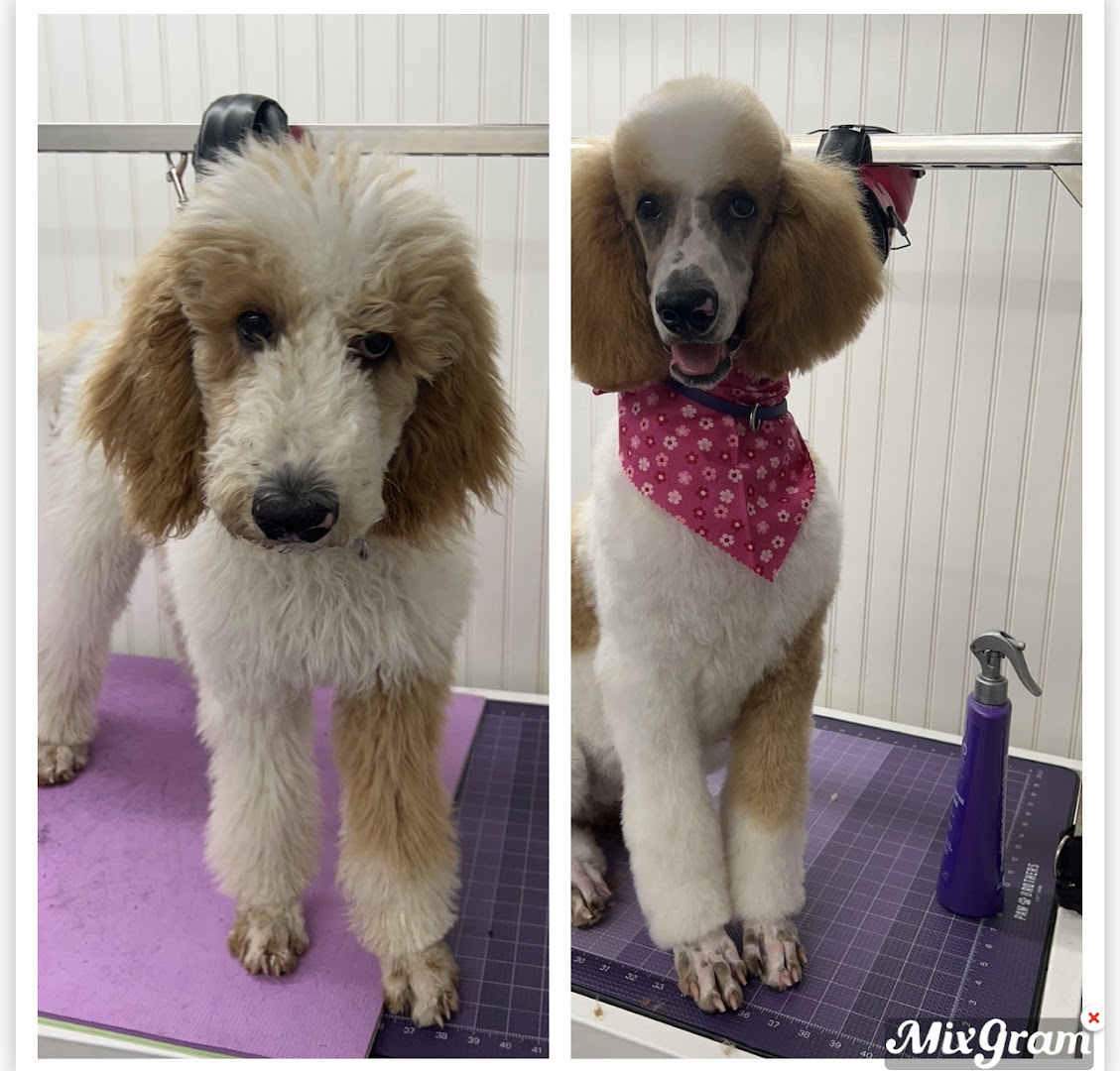 Pawsh Pups House-Call Grooming