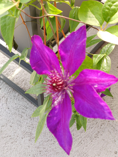 Garden Center «Chestnut Hill Flower & Garden», reviews and photos, 7639 Germantown Ave, Philadelphia, PA 19118, USA