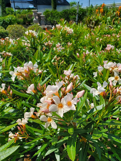 Plant Nursery «HOUSTON PLANTS & GARDEN WORLD», reviews and photos, 16726 North Fwy, Houston, TX 77090, USA