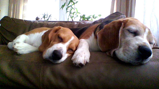 Pet Supply Store «Pet Valu», reviews and photos, 411 Valley Brook Ave, Lyndhurst, NJ 07071, USA