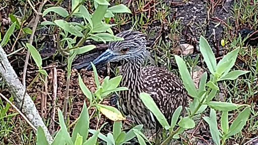 Park «Hammock Park», reviews and photos, 1945 San Mateo Dr, Dunedin, FL 34698, USA