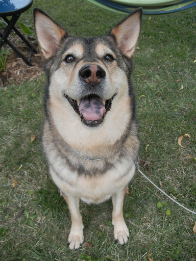 Bark'N Good Time