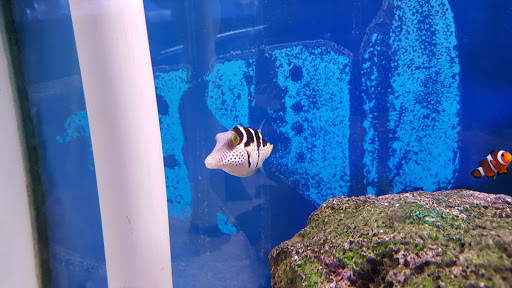 Pet Store «Pet Connection», reviews and photos, 29551 Five Mile Road, Livonia, MI 48154, USA