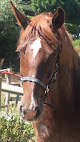 Club Loisirs Equestres Massieux