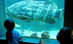 Tarpon Springs Aquarium and Animal Sanctuary