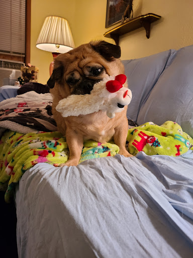 Pet Supply Store «Petco Animal Supplies», reviews and photos, 2365 NW Kings Blvd, Corvallis, OR 97330, USA