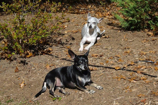 Three Bridges Veterinary Hospital image