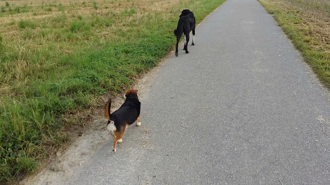 Rezensionen über Hundeschule und Hundebetreuung "draussen-unterwegs" in Uster - Hundeschule
