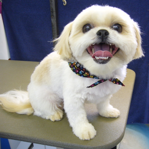 Pampered Pets Grooming and Dog Training