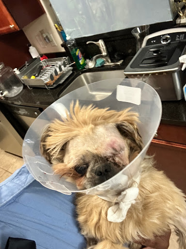 Spay Now Animal Surgery Clinic image