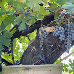 Photo n°10 de l'avis de Massimo.a fait le 15/08/2022 à 17:29 sur le  Agriturismo Le Campestre à Castel di Sasso