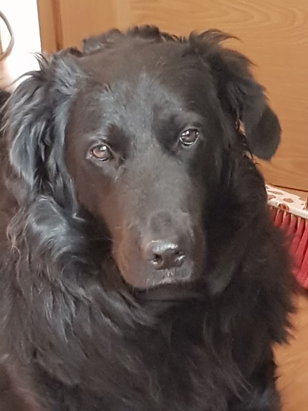 Clínica Veterinaria Sangueso