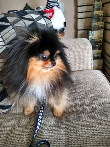 Pet Supply Store «Healthy Pet Products», reviews and photos, 3043 Washington Rd, McMurray, PA 15317, USA