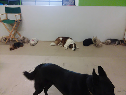 Pet Supply Store «Four Legs Pets Gilberts», reviews and photos, 133 E Higgins Rd, Gilberts, IL 60136, USA