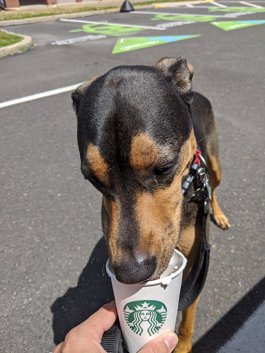 Coffee Shop «Starbucks», reviews and photos, 301 Lawrenceville Rd, Lawrenceville, NJ 08648, USA