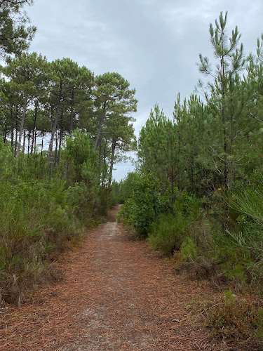 Chemin forestier à Lit-et-Mixe