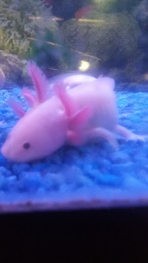 Pet Supply Store «OddBallPetFactory.com», reviews and photos, 8485 Plaza Blvd NE, Spring Lake Park, MN 55432, USA