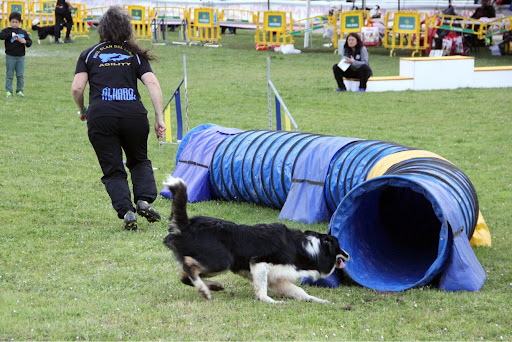 Adiestradores caninos y entrenadores de mascotas en Oviedo de 2024