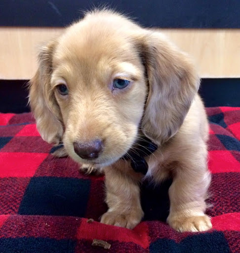 Pet Supply Store «Pet Place Market», reviews and photos, 213 Bendigo Blvd N #2, North Bend, WA 98045, USA