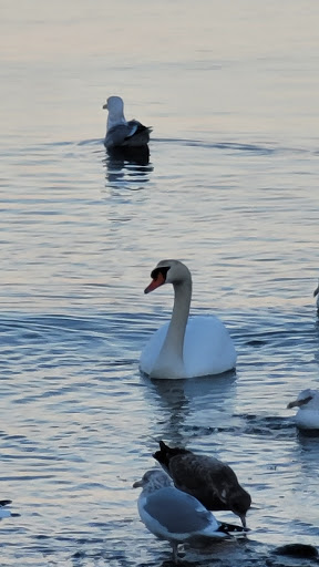 Nature Preserve «Steer Swamp Conservation Area», reviews and photos, 188 Washington St, Marblehead, MA 01945, USA