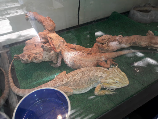 Reptile Store «Jurassic Pet Supplies», reviews and photos, 695 W Holt Ave #104, Pomona, CA 91768, USA