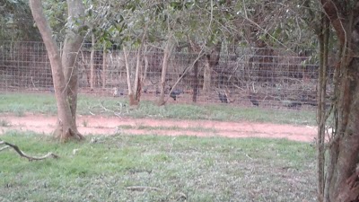 Photos of Bushbaby lodge and camping