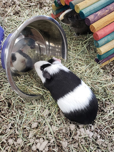 Pet Store «Kahoots Pet Store», reviews and photos, 2616 El Camino Real, Carlsbad, CA 92008, USA