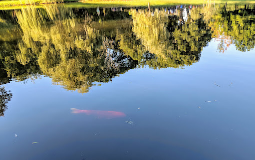 Park «Larz Anderson Park», reviews and photos, 325 Goddard Ave, Brookline, MA 02445, USA