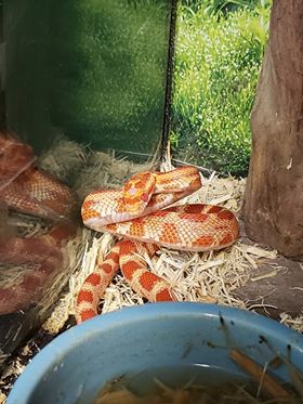 Pet Store «Tanks Pet Supply», reviews and photos, 628 S Main St, Princeton, IL 61356, USA