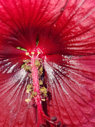 Hardware Store «Vision Ace Hardware», reviews and photos, 1750 Main St, Dunedin, FL 34698, USA