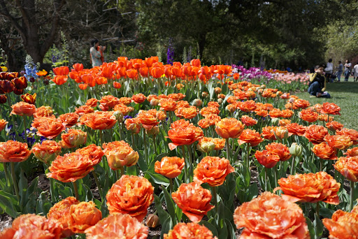 Descanso Gardens image