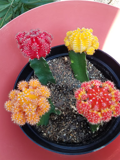 Botanical Garden «Mitchell Park Horticultural Conservatory», reviews and photos, 524 S Layton Blvd, Milwaukee, WI 53215, USA