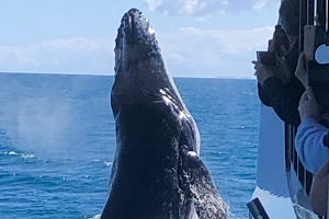 Spirit of Hervey Bay | Whale Watching Hervey Bay image