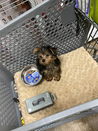 Pet Supply Store «Petland Dallas», reviews and photos, 11909 Preston Rd, Dallas, TX 75230, USA