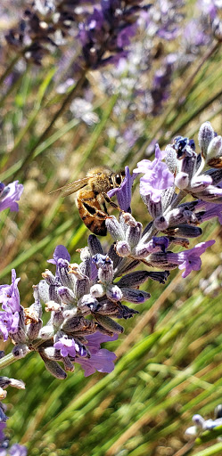 Winery «Fort Ross Vineyard Tasting Room», reviews and photos, 15725 Meyers Grade Rd, Jenner, CA 95450, USA