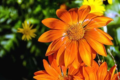 Florist «Arizona Flower Shop», reviews and photos, 1812 E McDowell Rd, Phoenix, AZ 85006, USA