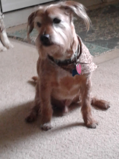 Pet Groomer «One Stop Pet Shop Inc», reviews and photos, 1375 Chestnut St # 103, Emmaus, PA 18049, USA