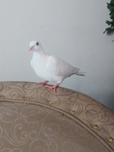 Pet Supply Store «Azteca Pet Shop», reviews and photos, 4431 Whittier Blvd, Los Angeles, CA 90022, USA