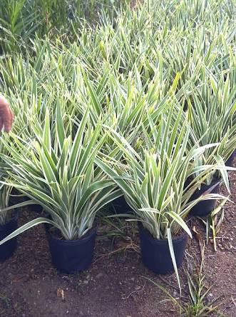 Avaliações sobre Flora Mary em João Pessoa - Floricultura