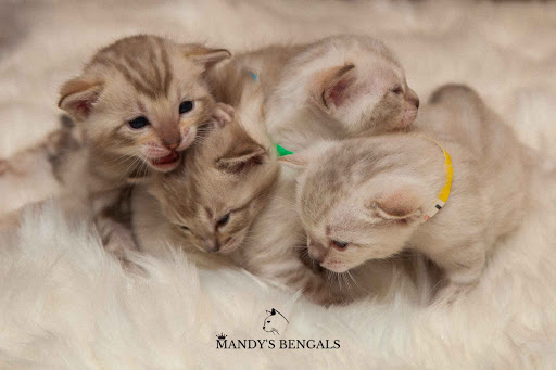Mandy’s Bengals