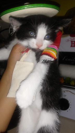 Pet Supply Store «Petco Animal Supplies», reviews and photos, 5925 US-6, Portage, IN 46368, USA